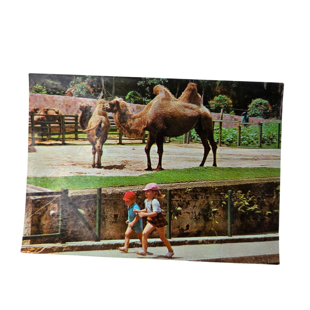 Vintage Brasilcolor Postcard Sao Paulo Jardim Zoologico Camel Exhibit
